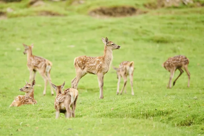 Framed Print : Red deer (Cervus elaphus) fawns on a meadow in the mountains in tirol