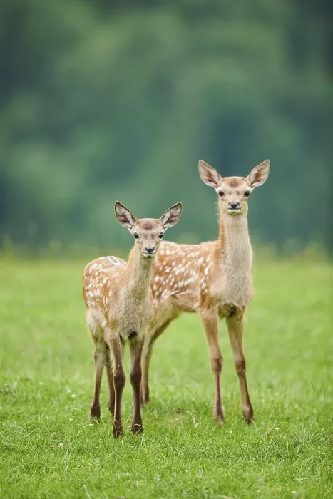 Framed Print : Red deer (Cervus elaphus) fawns standing on a meadow in the mountains in tirol Framed Print : Red deer (Cervus elaphus) fawns standing on a meadow in the mountains in tirol