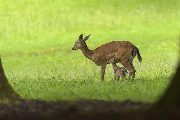 Framed Print : Red Deer (Cervus elaphus), female with fawn Framed Print : Red Deer (Cervus elaphus), female with fawn