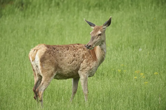 Framed Print : Red deer (Cervus elaphus) female on a meadow in spring