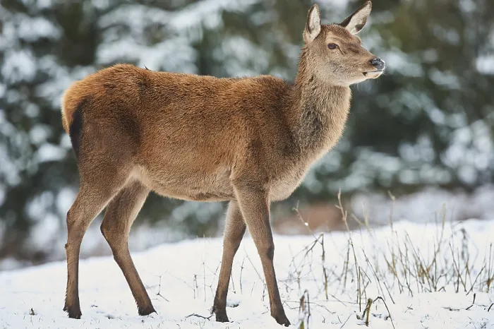 Framed Print : Red deer (Cervus elaphus), female on a snowy meadow