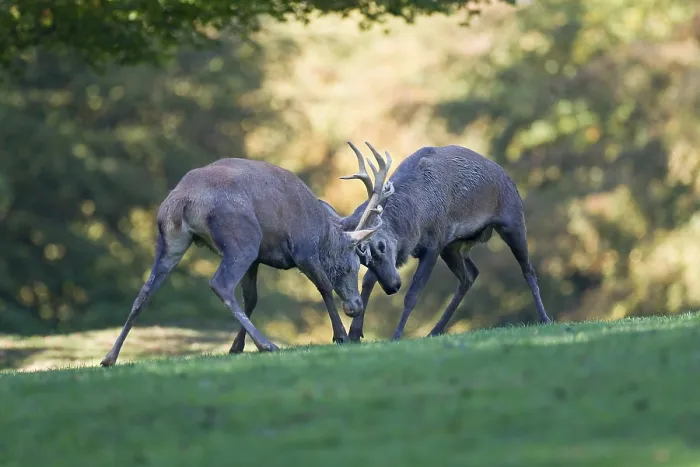 Framed Print : Red deer (Cervus elaphus), fighting stags Framed Print : Red deer (Cervus elaphus), fighting stags
