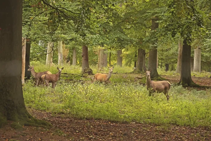 Framed Print : Red deer (Cervus elaphus), herd