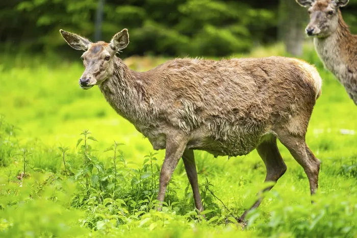 Framed Print : Red deer (Cervus elaphus) hind on a meadow in spring