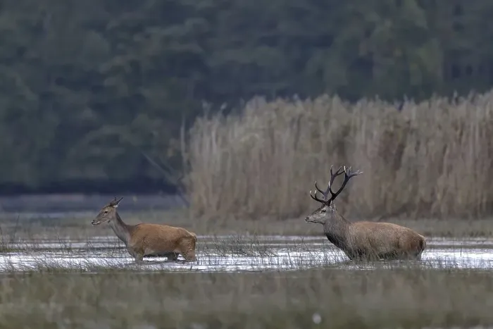 Framed Print : Red deer (Cervus elaphus), and hind walking through shallow water zone