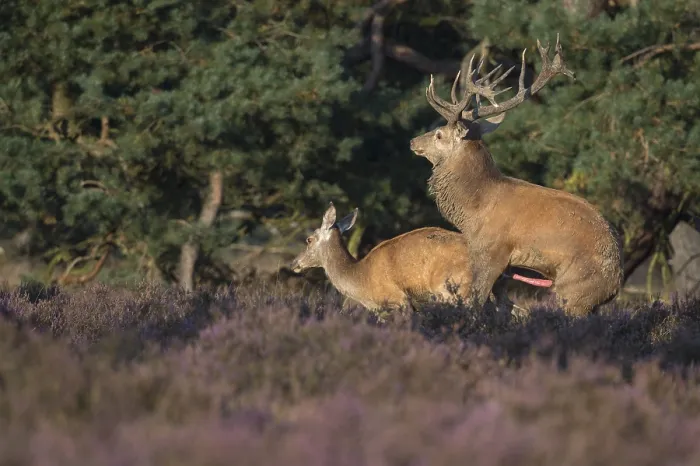 Framed Print : Red deer (Cervus elaphus) Hoge Veluwe National Park