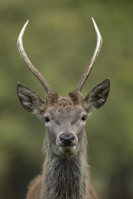 Framed Print : Red deer (Cervus elaphus) juvenile young stag animal portrait