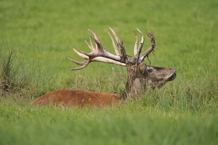 Framed Print : Red deer (Cervus elaphus), lying in a wallow Framed Print : Red deer (Cervus elaphus), lying in a wallow