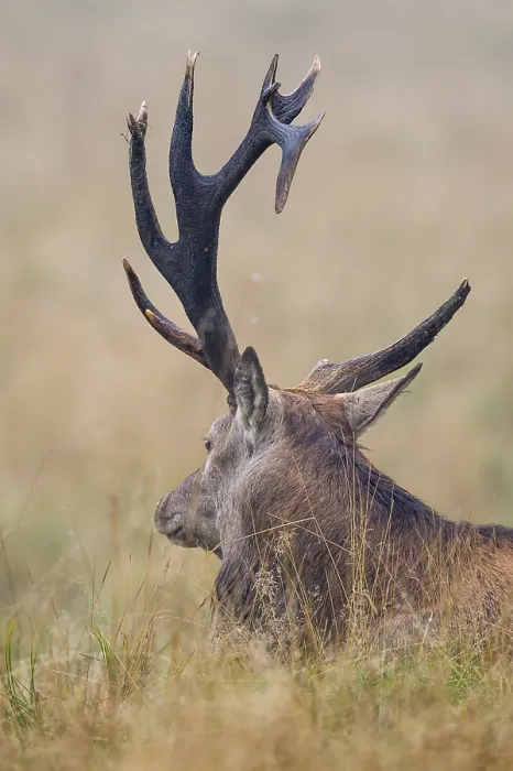 Framed Print : Red deer (Cervus elaphus) male