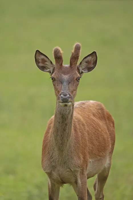 Framed Print : Red deer (Cervus elaphus), male Framed Print : Red deer (Cervus elaphus), male