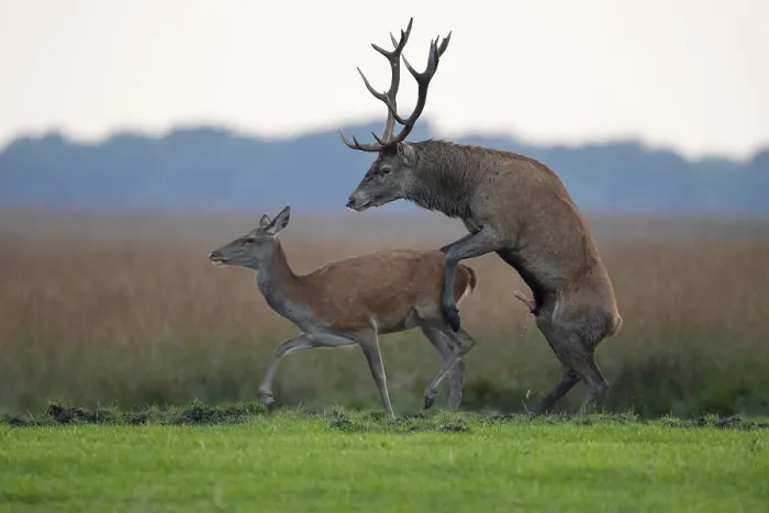 Framed Print : Red deer (Cervus elaphus) mating