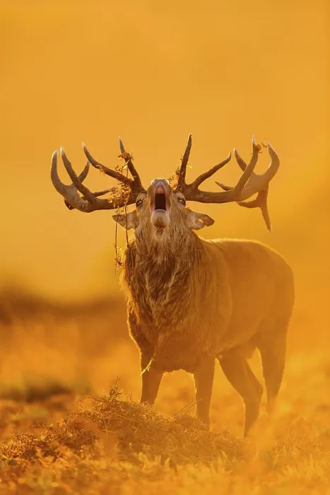 Framed Print : Red Deer (Cervus elaphus) mature stag