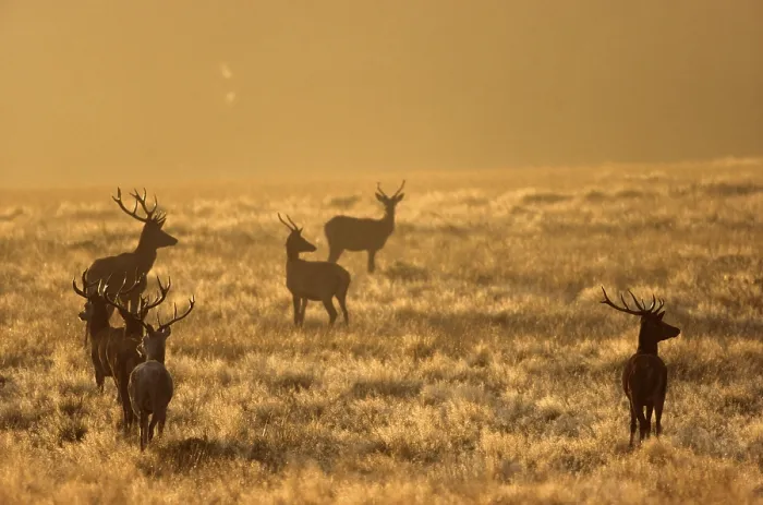 Framed Print : Red deer (Cervus elaphus) in the morning sun in a meadow