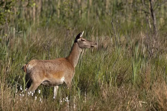 Framed Print : Red deer (Cervus elaphus), in natural habitat Framed Print : Red deer (Cervus elaphus), in natural habitat