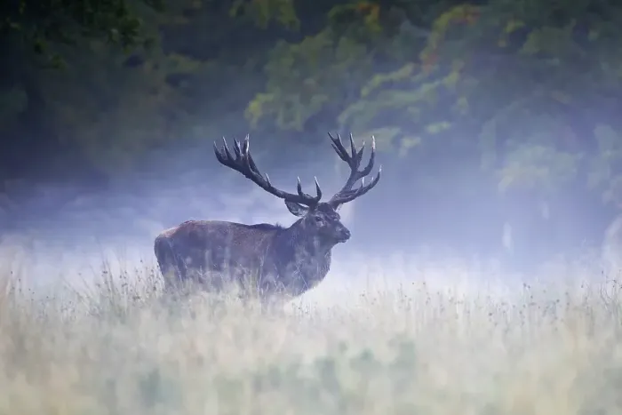 Framed Print : Red deer (Cervus elaphus), old Royal Stag on rutting meadow in fog Framed Print : Red deer (Cervus elaphus), old Royal Stag on rutting meadow in fog