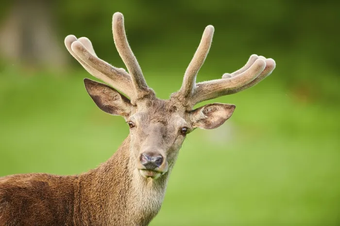 Framed Print : Red deer (Cervus elaphus), Portrait Framed Print : Red deer (Cervus elaphus), Portrait