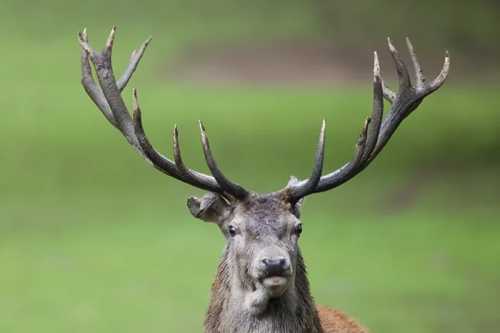 Framed Print : Red deer (Cervus elaphus), portrait Framed Print : Red deer (Cervus elaphus), portrait