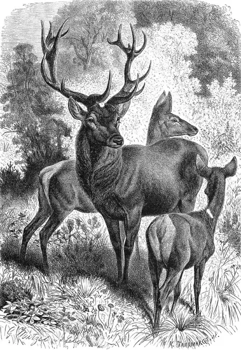Framed Print : Red deer (Cervus elaphus), red deer