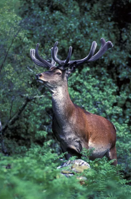 Framed Print : Red deer (Cervus elaphus), red deer