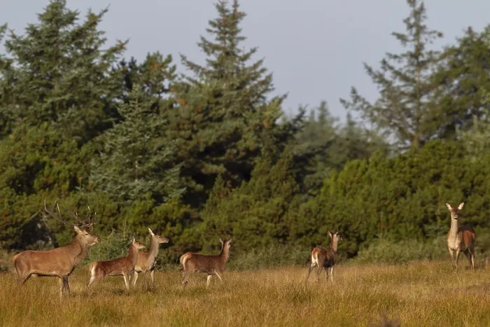 Framed Print : Red deer (Cervus elaphus) with red deer and stag calves during the rut in a clearing Framed Print : Red deer (Cervus elaphus) with red deer and stag calves during the rut in a clearing