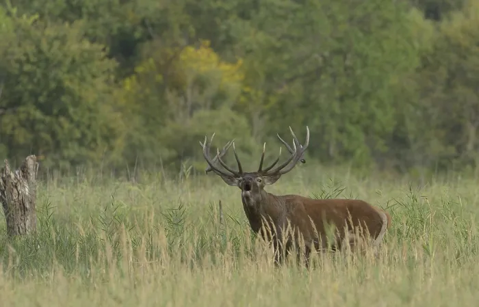 Framed Print : Red Deer (Cervus elaphus), roaring Framed Print : Red Deer (Cervus elaphus), roaring
