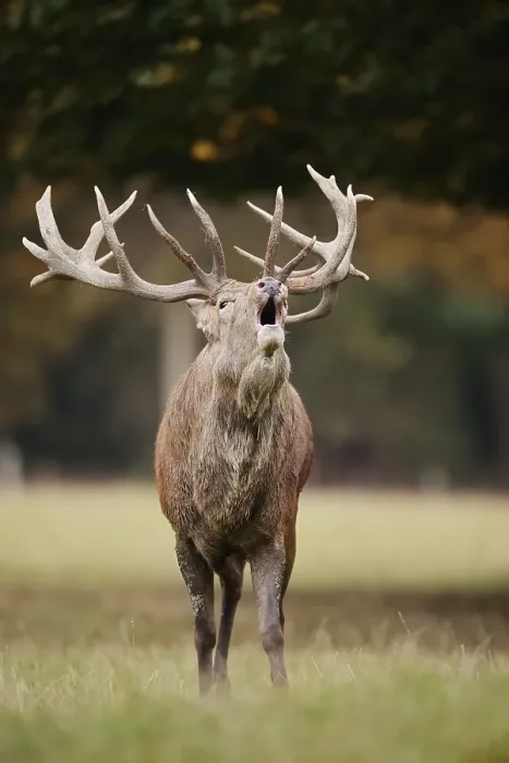 Framed Print : Red deer (Cervus elaphus) roaring in the rutting season