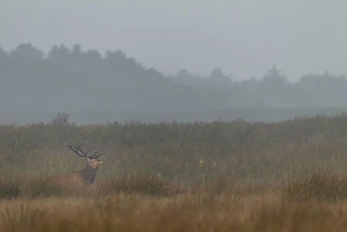 Framed Print : Red deer (Cervus elaphus) in rut in front of a reed belt