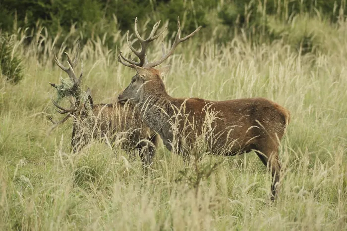 Framed Print : Red deer (Cervus elaphus) rutting deer Framed Print : Red deer (Cervus elaphus) rutting deer