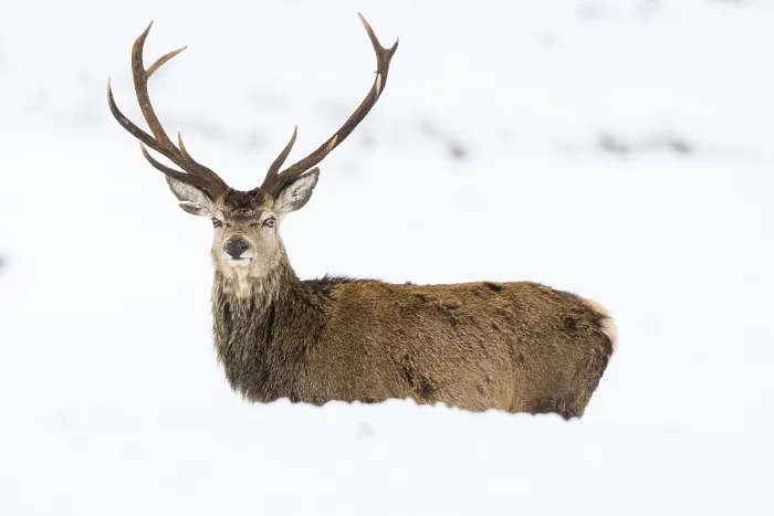 Framed Print : Red deer (Cervus elaphus) in the snow Framed Print : Red deer (Cervus elaphus) in the snow