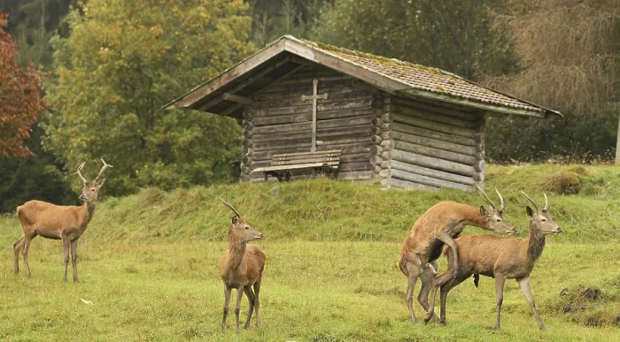 Framed Print : Red deer (Cervus elaphus) spit in front of a mountain hut during the rut