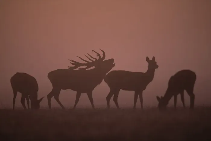 Framed Print : Red Deer (Cervus elaphus), stag