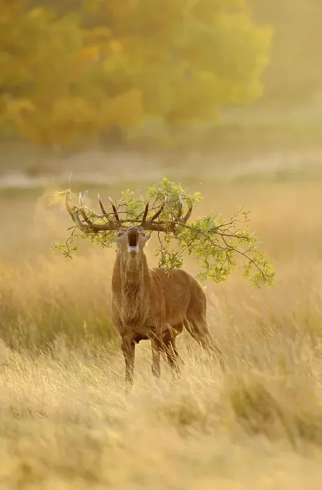 Framed Print : Red deer (Cervus elaphus) Stag, roaring, antlers with oak branch, condensing breath, during rutting season, Richmond Park, London, England, autumn