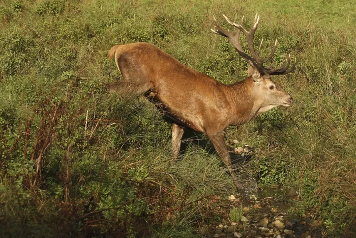 Framed Print : Red deer (Cervus elaphus) stag crossing a stream during the rut