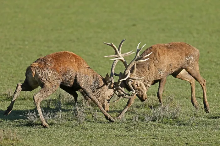 Framed Print : Red deer (Cervus elaphus), stag fighting during the rut