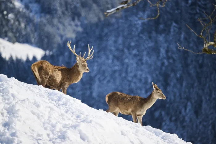 Framed Print : Red deer (Cervus elaphus) stag with hind on a snowy meadow in the mountains in tirol