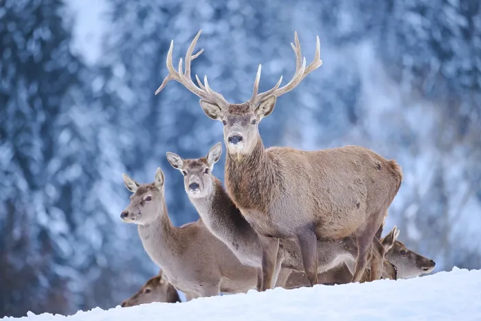 Framed Print : Red deer (Cervus elaphus) stag with hinds on a snowy meadow in the mountains in tirol