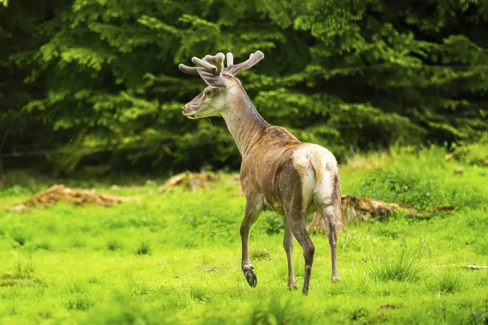 Framed Print : Red deer (Cervus elaphus) stag on a meadow in spring Framed Print : Red deer (Cervus elaphus) stag on a meadow in spring