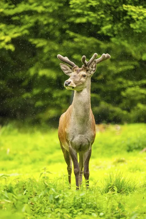 Framed Print : Red deer (Cervus elaphus) stag on a meadow in spring Framed Print : Red deer (Cervus elaphus) stag on a meadow in spring