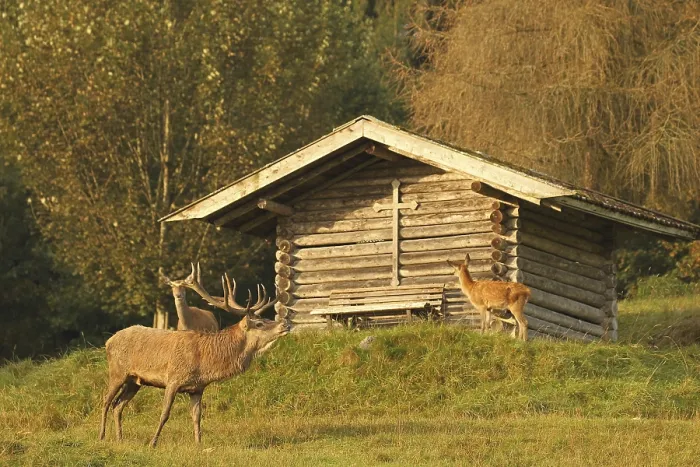 Framed Print : Red deer (Cervus elaphus) Stag in front of a mountain hut during the rut