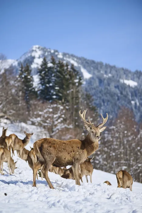 Framed Print : Red deer (Cervus elaphus) stag with pack on a snowy meadow in the mountains in tirol