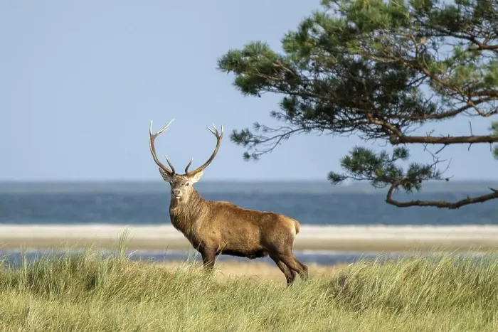 Framed Print : Red deer (Cervus elaphus), stag in rut