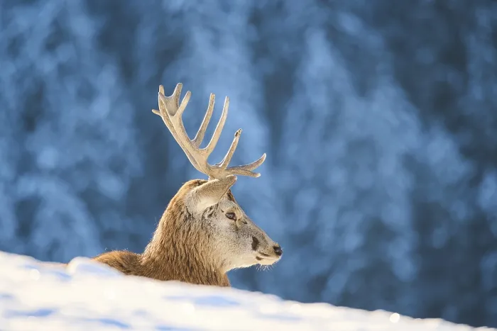 Framed Print : Red deer (Cervus elaphus) stag on a snowy meadow in the mountains in tirol