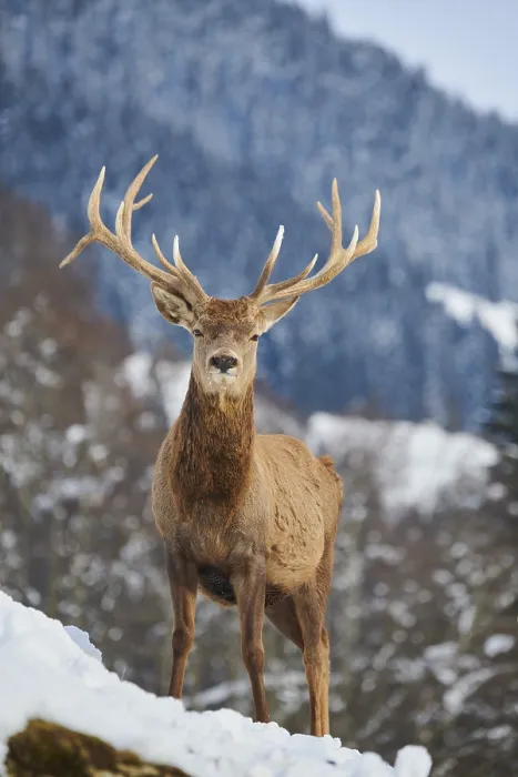 Framed Print : Red deer (Cervus elaphus) stag on a snowy meadow in the mountains in tirol