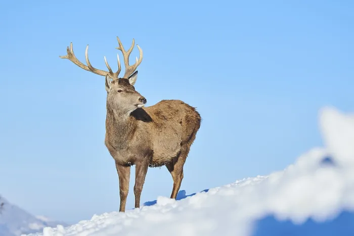 Framed Print : Red deer (Cervus elaphus) stag on a snowy meadow in the mountains in tirol