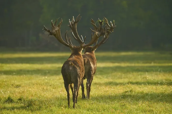 Framed Print : Red deer (Cervus elaphus), two stags with large antlers