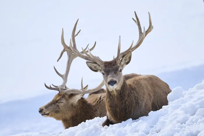 Framed Print : Red deer (Cervus elaphus) stags on a snowy meadow in the mountains in tirol Framed Print : Red deer (Cervus elaphus) stags on a snowy meadow in the mountains in tirol