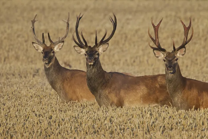 Framed Print : Three red deer (Cervus elaphus) stags traversing wheat field Framed Print : Three red deer (Cervus elaphus) stags traversing wheat field