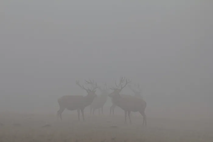 Framed Print : Red Deer (Cervus elaphus) standing in the fog in Arnsberg Forest Framed Print : Red Deer (Cervus elaphus) standing in the fog in Arnsberg Forest
