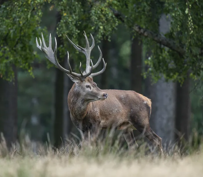 Framed Print : Red deer (Cervus elaphus) standing in a forest meadow Framed Print : Red deer (Cervus elaphus) standing in a forest meadow