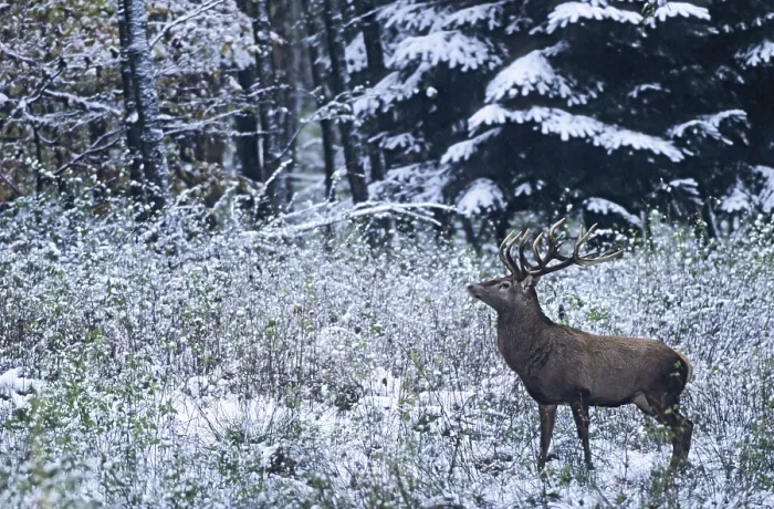 Framed Print : Red deer (Cervus elaphus) standing in a snowy-covered forest glade Framed Print : Red deer (Cervus elaphus) standing in a snowy-covered forest glade